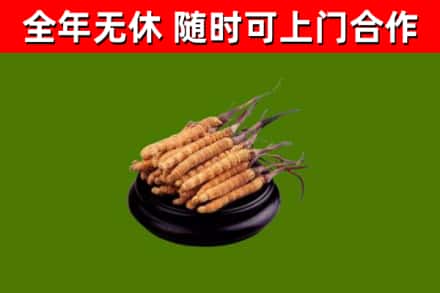 咸丰回收冬虫夏草